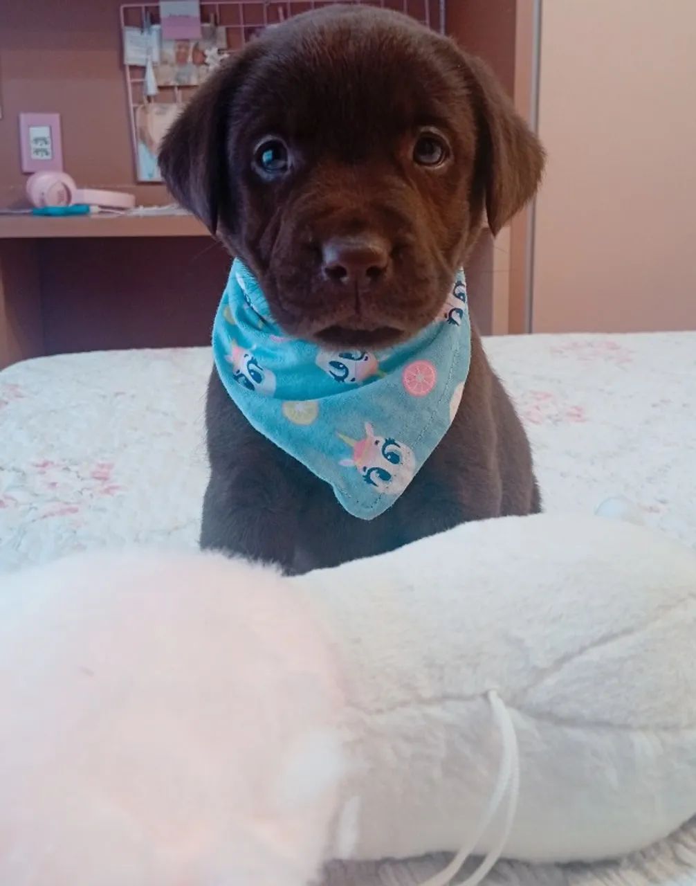 Fêmea de labrador disponíveis) - Foto 3