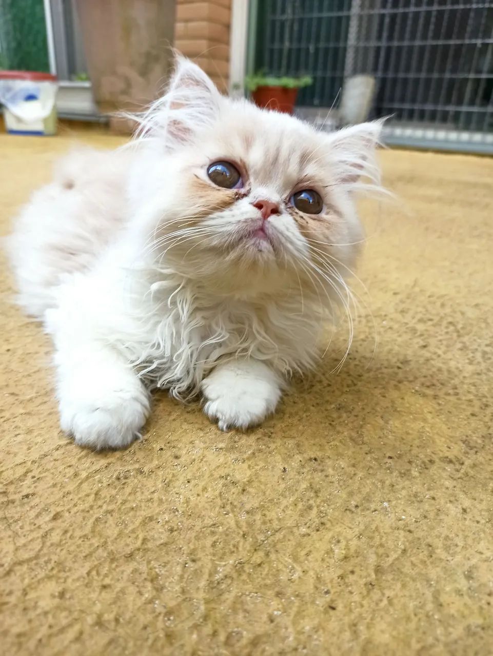 Filhote de gato Persa  - Foto 2