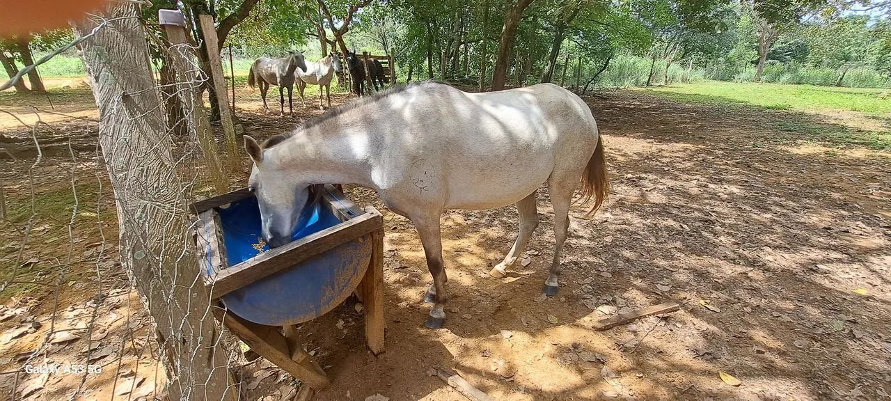 Egua mestiça  quarto de milha - Foto 3