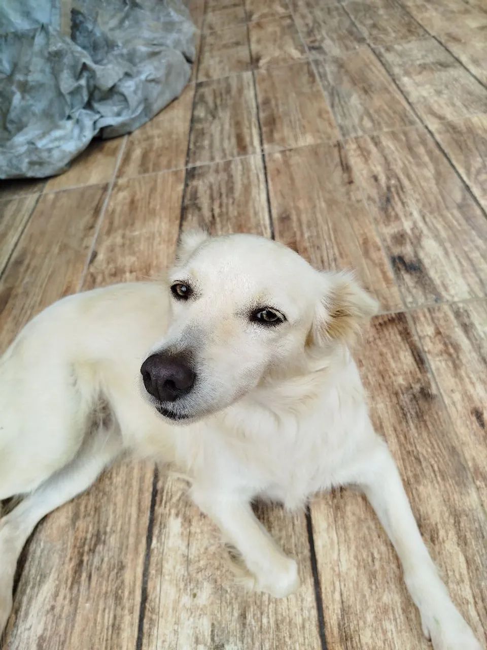 Doação cachorra - Foto 5