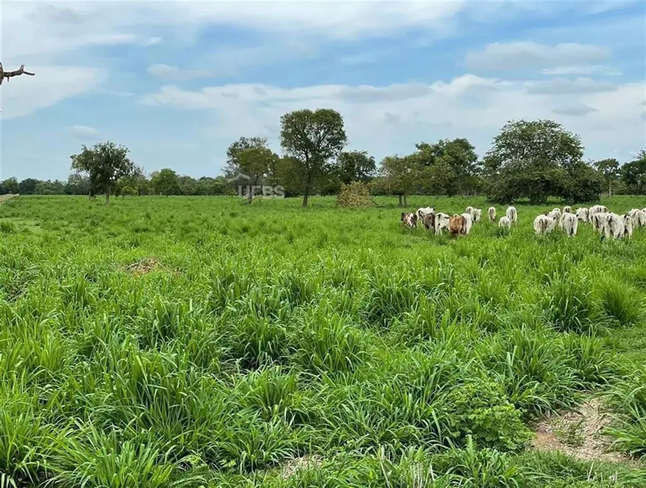 Fazenda na Regiao de Cocalinho - MT - Foto 10