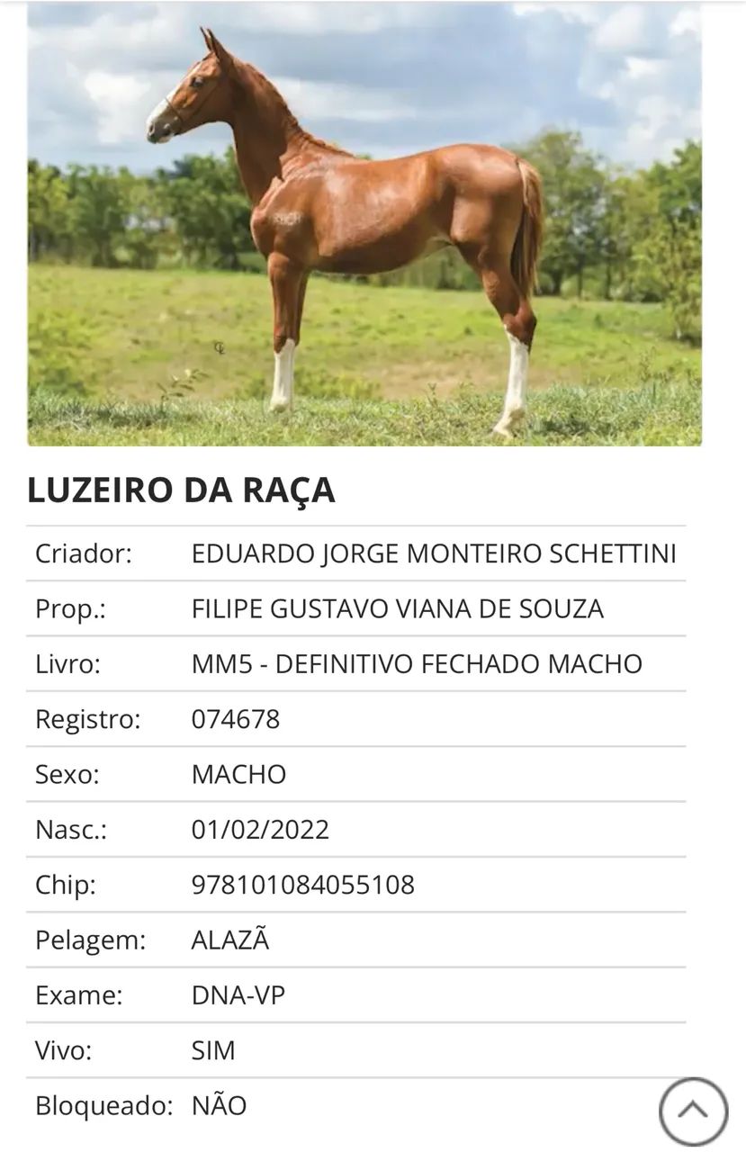 Potro Mangalarga Registrado - Foto 2