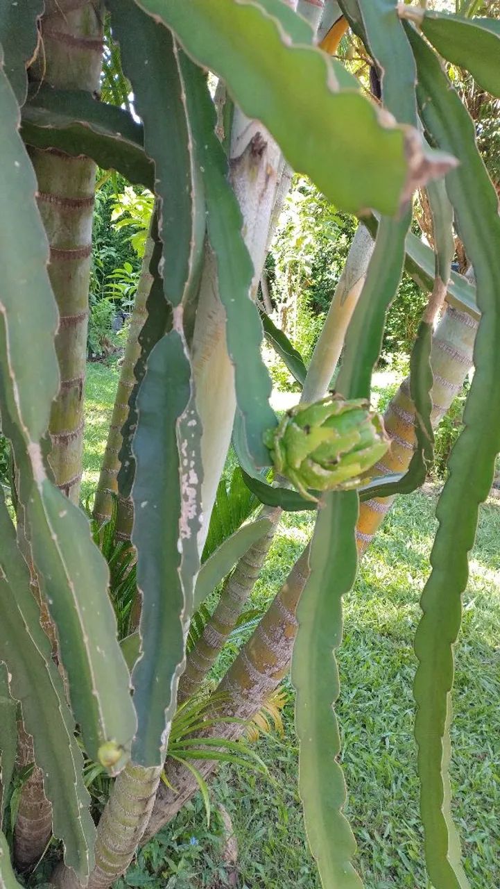 Mudinhas de plantas - Foto 3