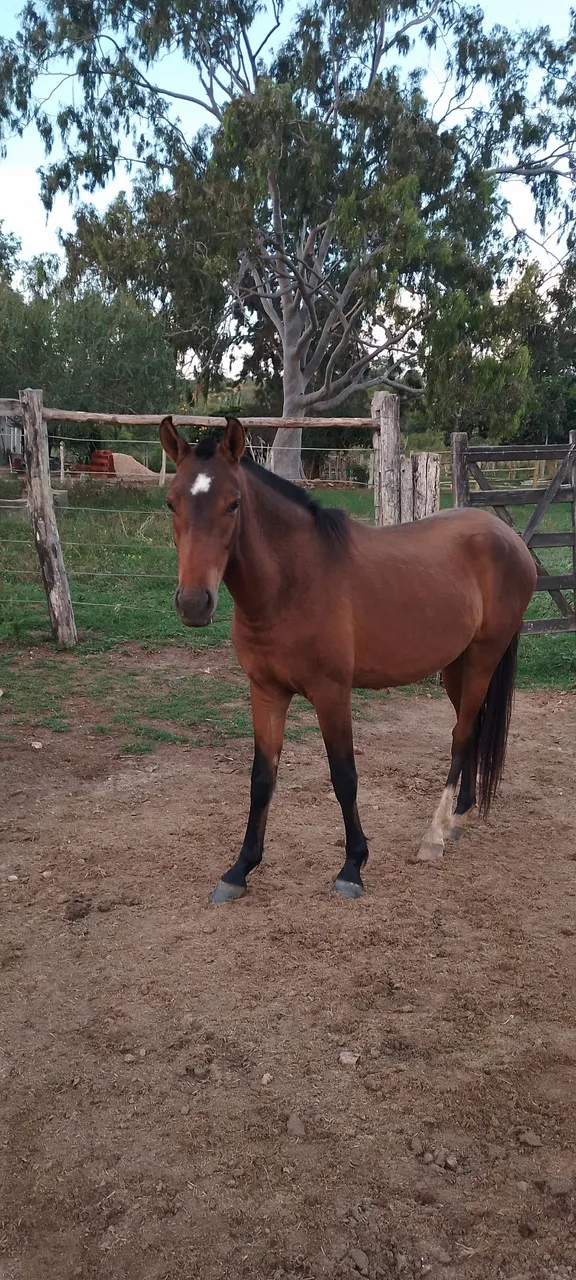 Potra Mangalarga Marchador