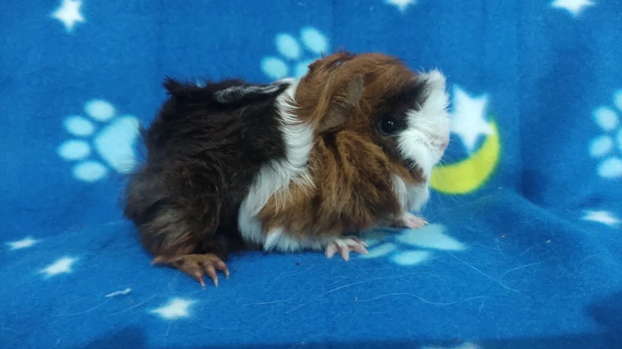 Machinhos disponíveis. - Foto 6