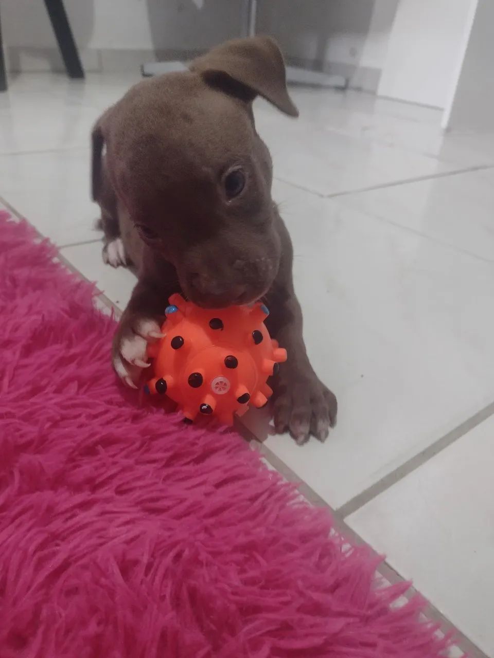 Filhote de Pitbull