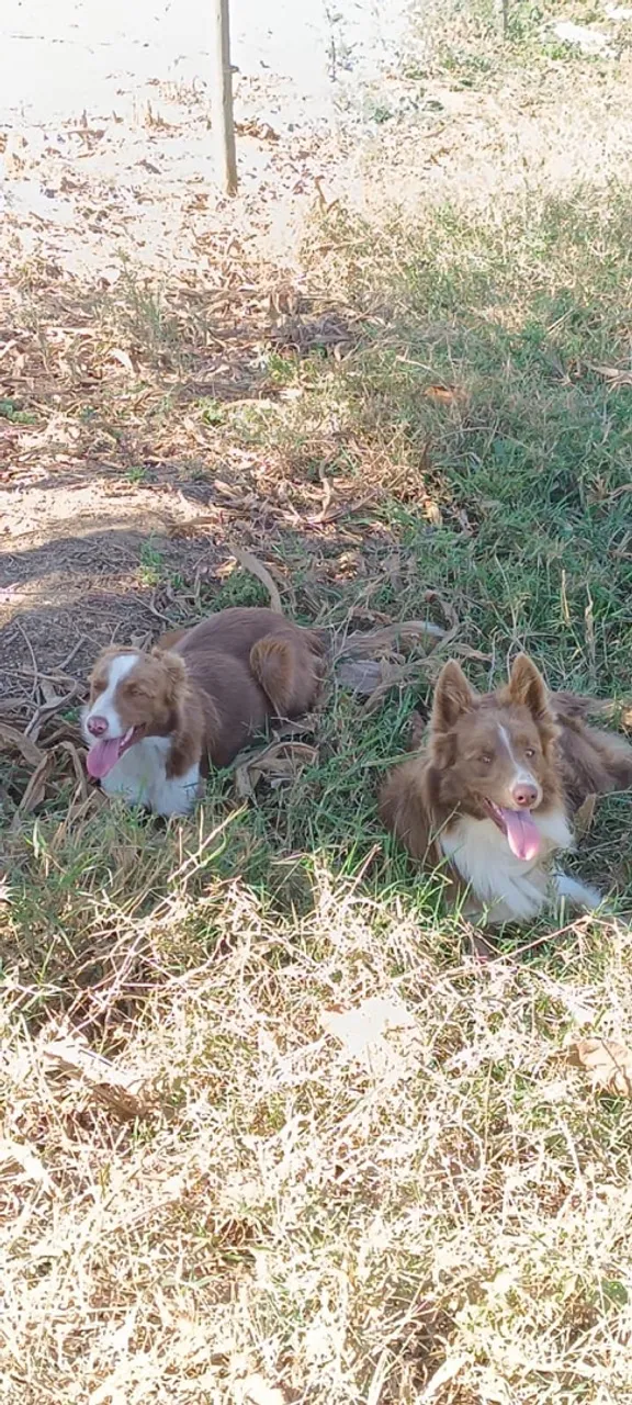 Filhotes Border Collie - Marron e Branco