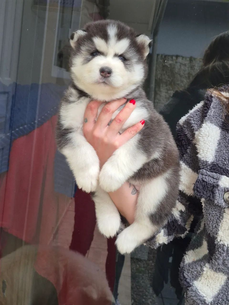 Husky wooly  - Foto 2