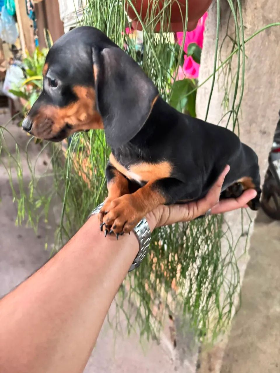 Dachshund Basset salsicha Cofap fêmea - Foto 2