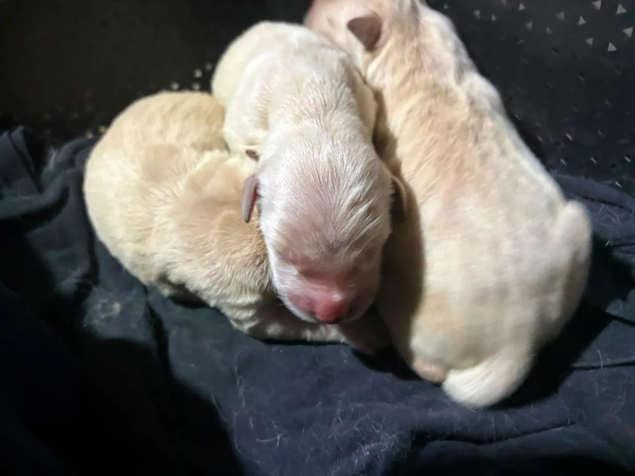 Golden Retriever filhotes disponíveis  - Foto 4