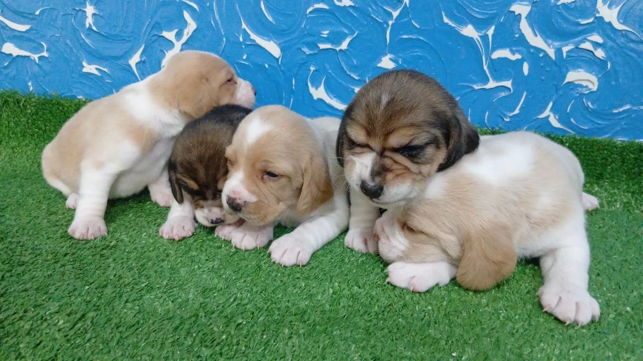 Filhotes de Beagle - Foto 4