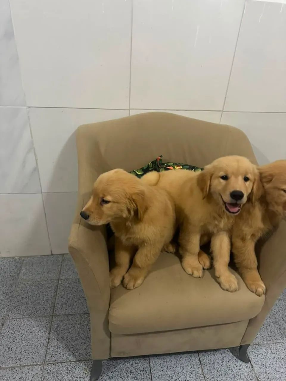 Golden Retriever  - Foto 4