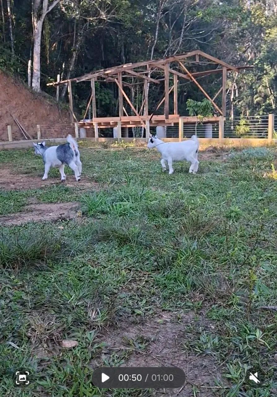 Mini cabra  - Foto 3