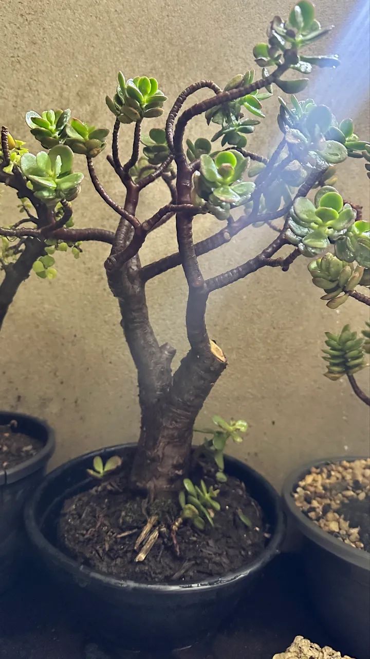 Suculenta jade - Foto 3