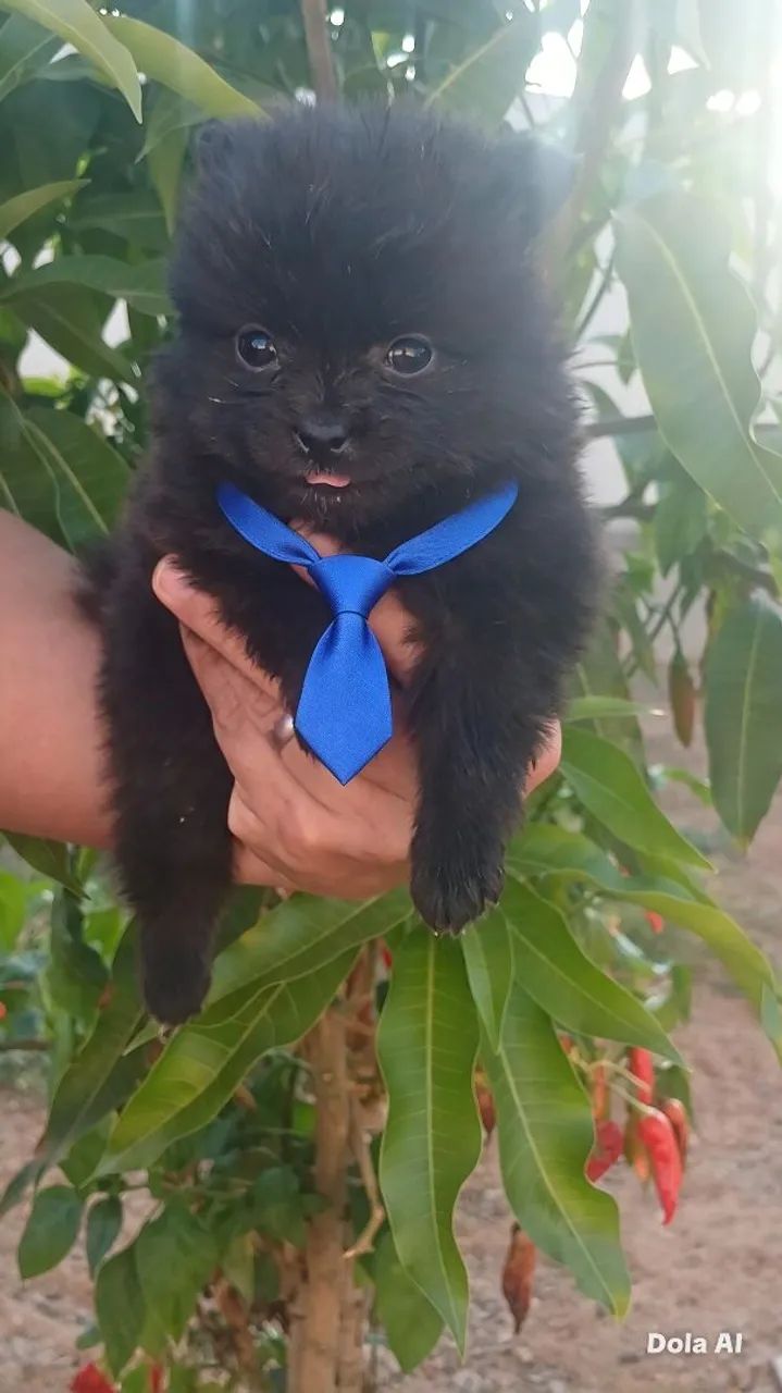 Spitz Alemão  - Foto 2