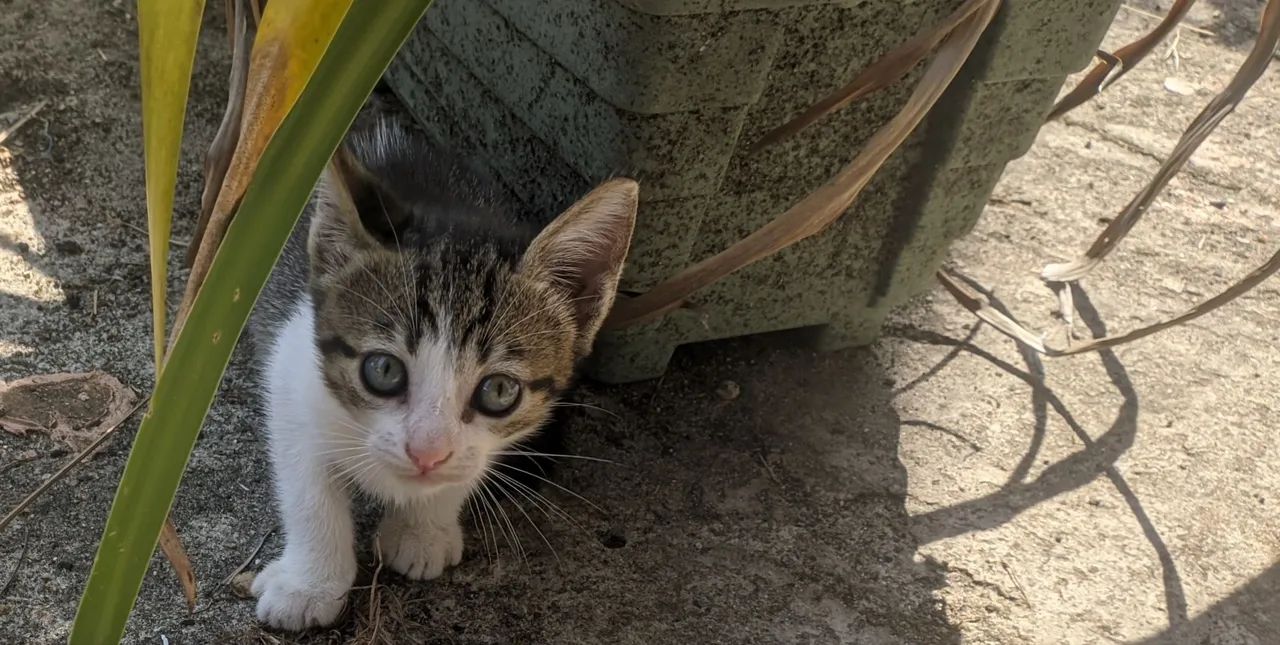 Adoção de gatos - Foto 4