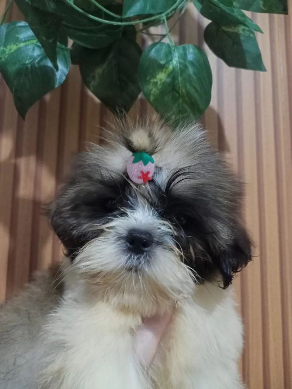 Shih tzu  - Foto 2