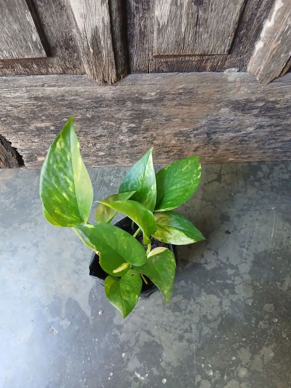 MUDA DE JIBOIA - Foto 2
