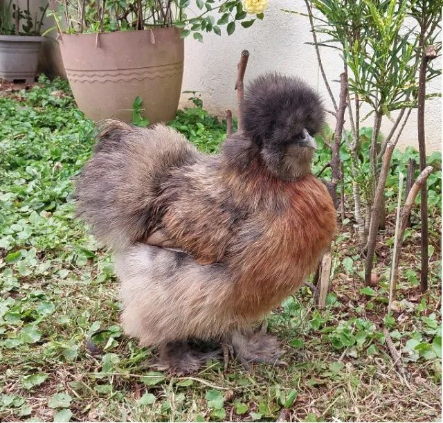 Casal de Galinha e Galo da raça Sedosa do Japão Silkie Vacinados e Vermifugados - Foto 3