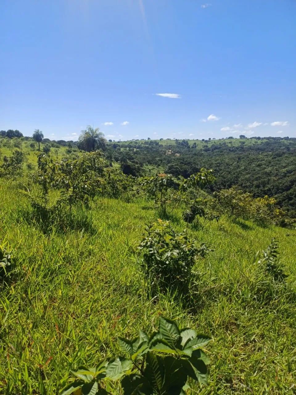 Foto - Goiânia - Parque Amazônia