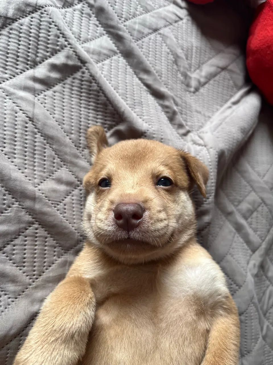 Chow-chow 100,00 - Foto 3