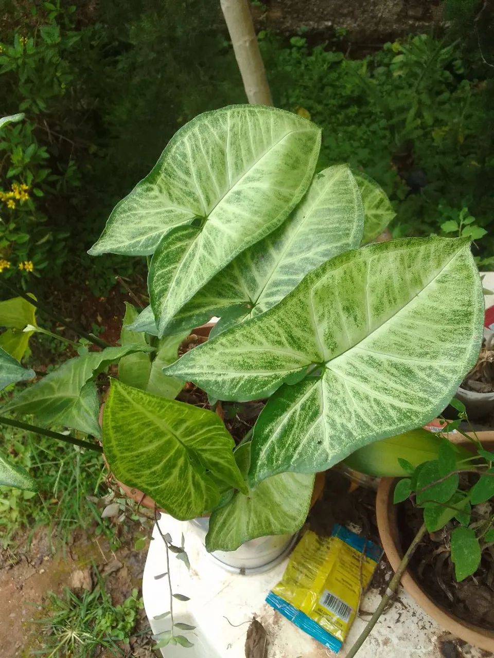 Planta  - Foto 2