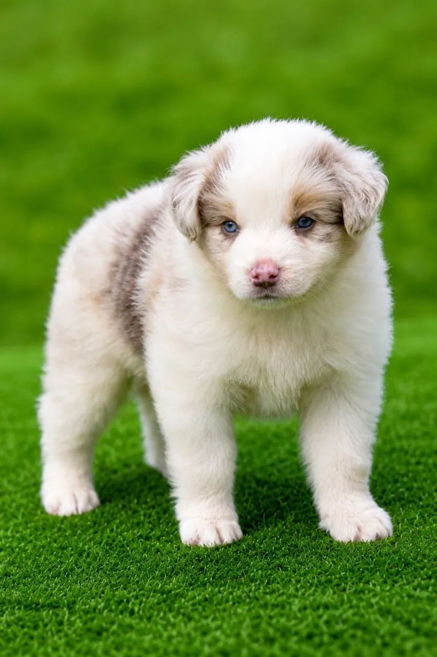 Filhote de Border Collie linhagem pura  - Foto 4