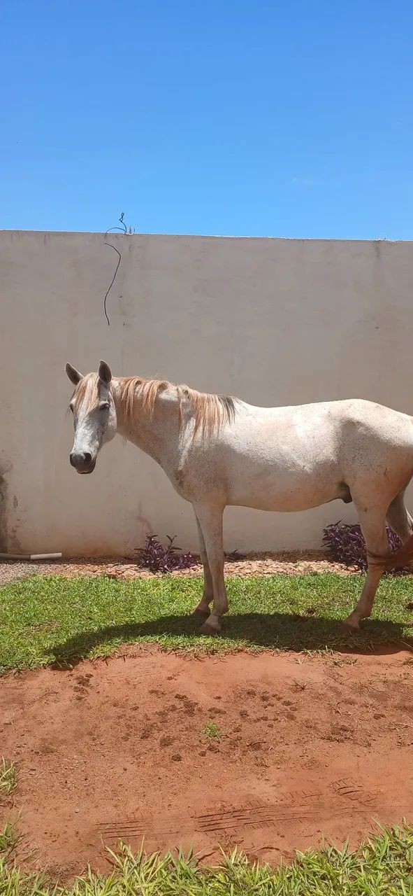 Vendo cavalo castrado domado