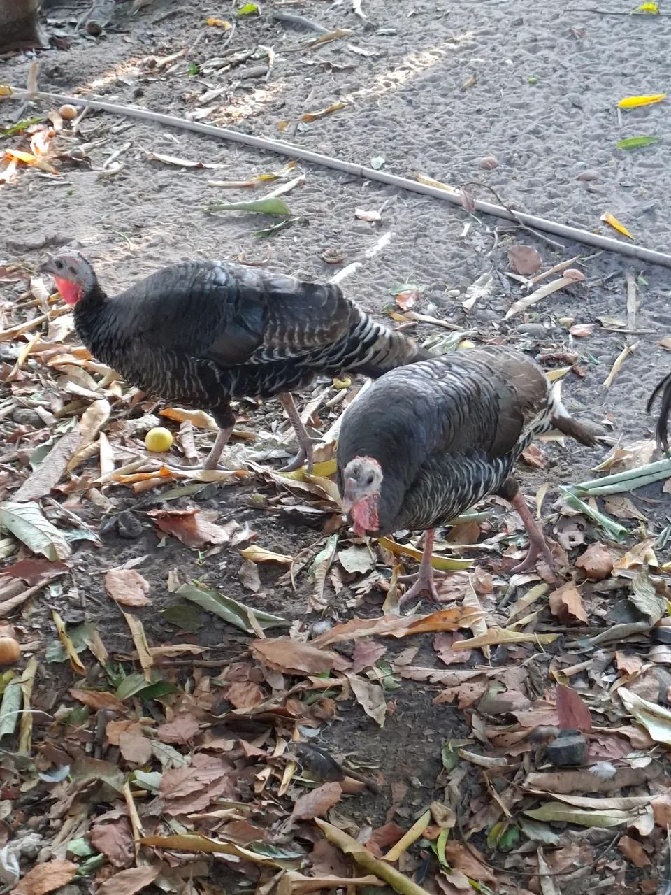 Vendo peruas e peru - Foto 4