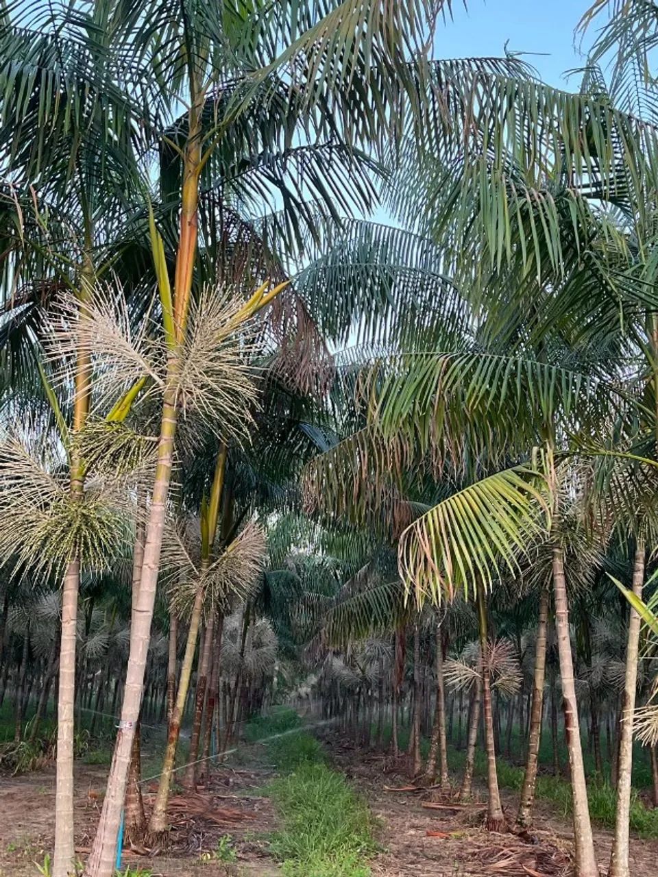 Lindo açaizal em Castanhal - Foto 5