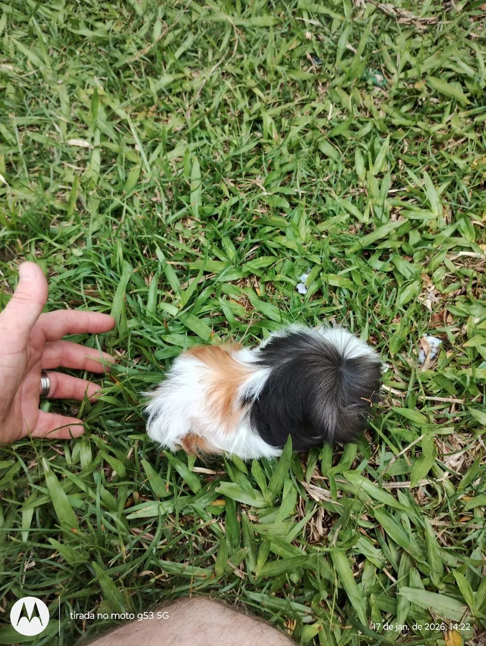 Porquinhos da india  - Foto 6