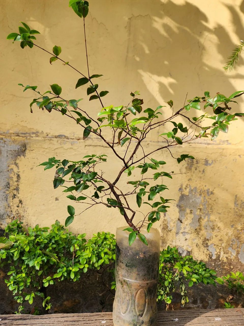 Muda de Jabuticaba  - Foto 2