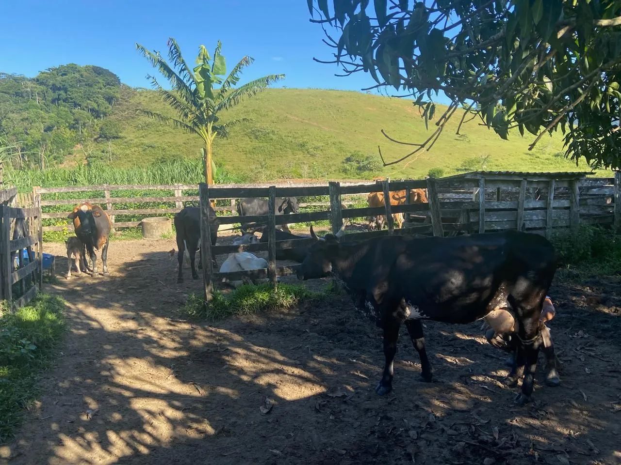 Sítio em em Conceição de macabu  - Foto 3