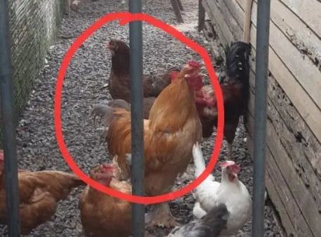 Galo e galinha raça Brahma GRAVATAÍ  - Foto 2