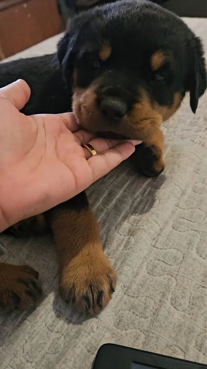 Rotwailer disponível  - Foto 3