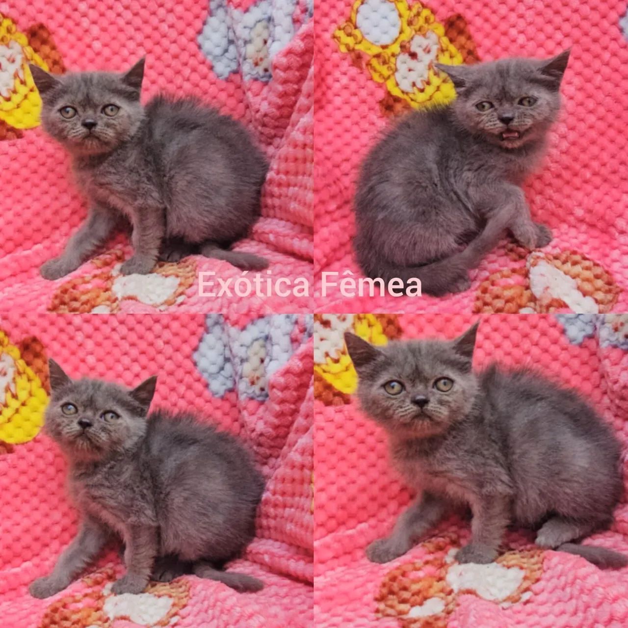 Persas, Exóticos e Himalaios Filhotes - Gatil BSB Cat - Foto 4
