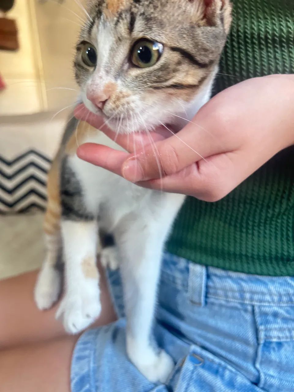 Gatinha para doação  - Foto 2