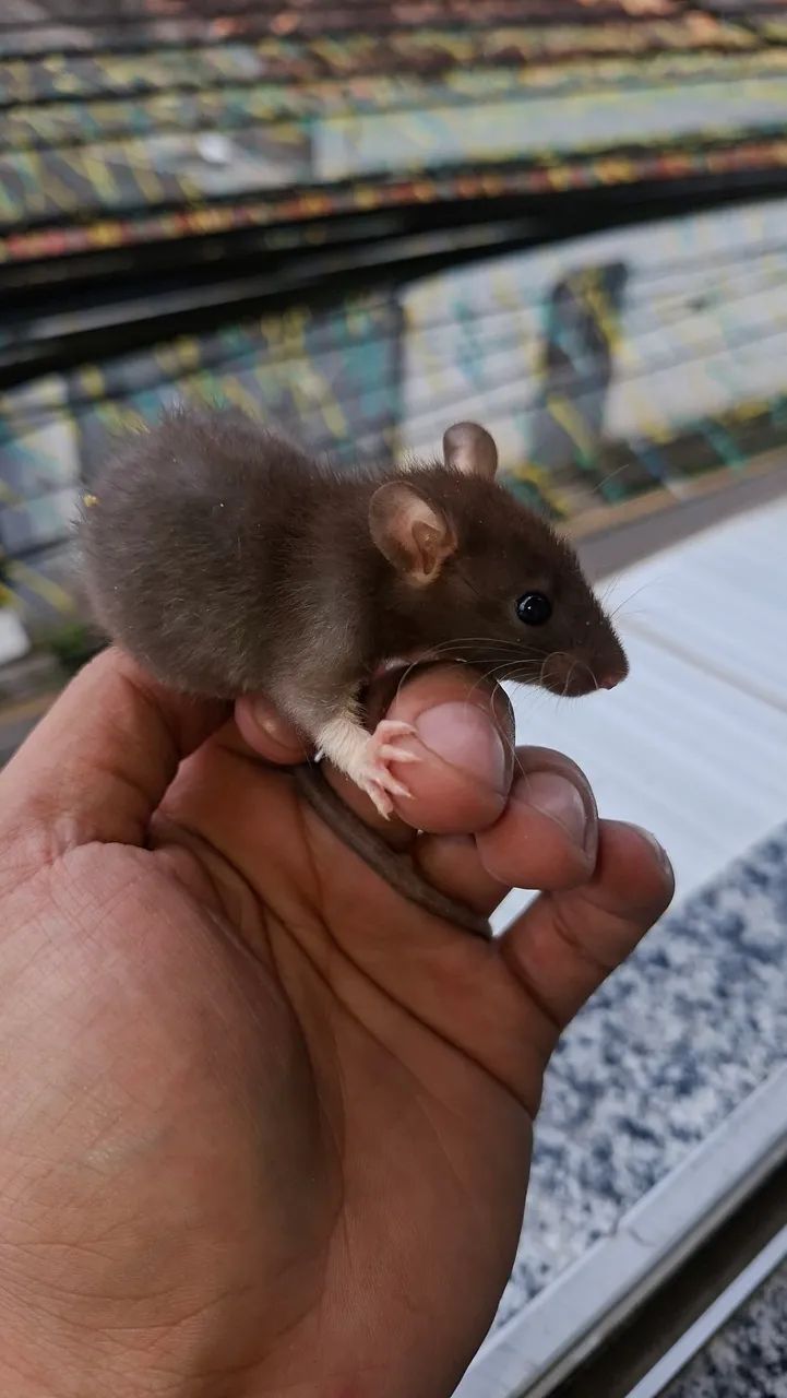 Rato twister  - Foto 3