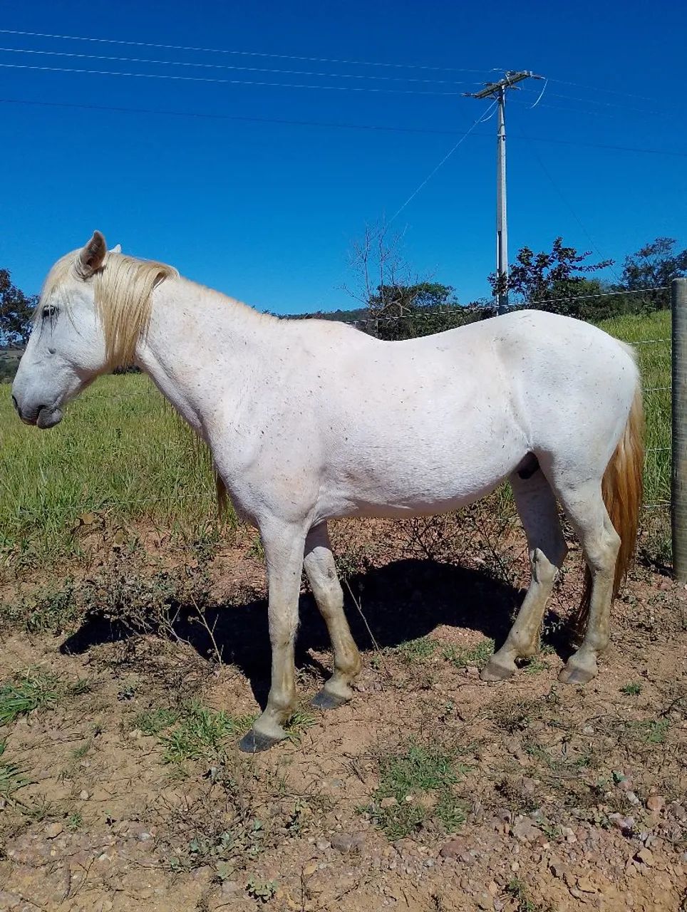 Cavalo  - Foto 2