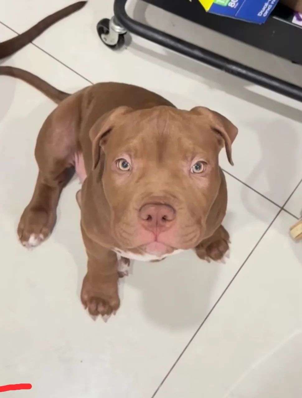 Vende-se filhote de Pitbull Monstro  - Foto 2