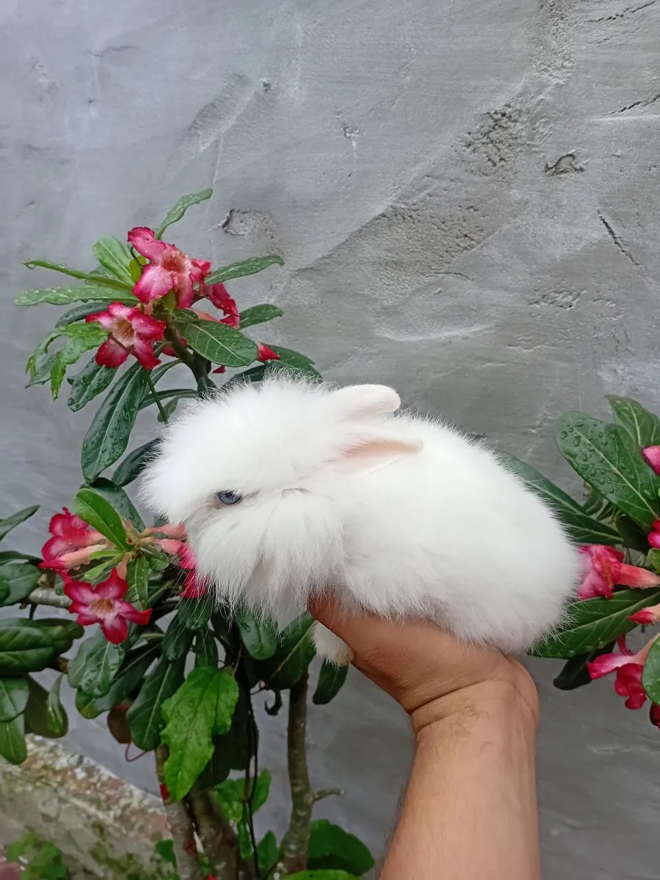 Coelho mini - Foto 2