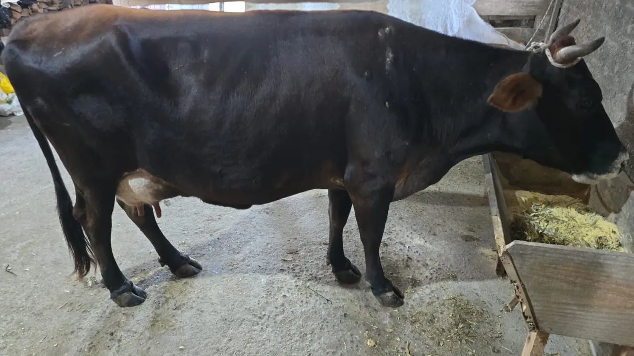Vaca de leite 