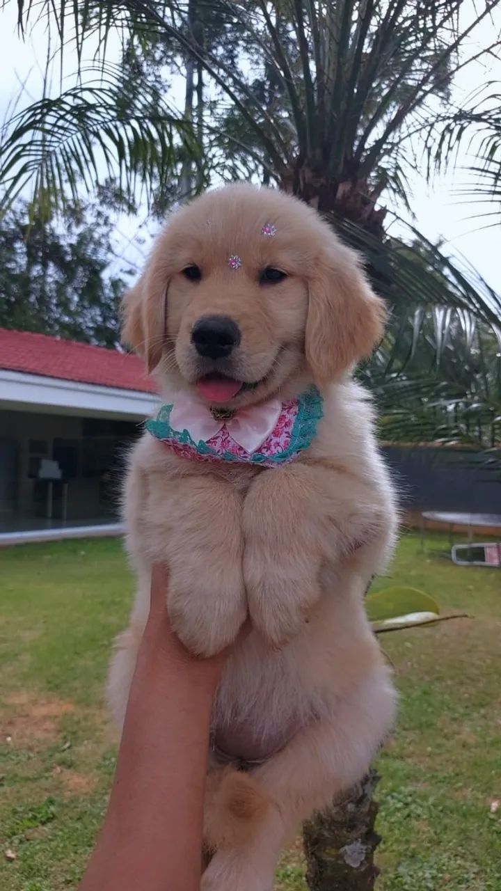 Golden Retrivier  - Foto 2