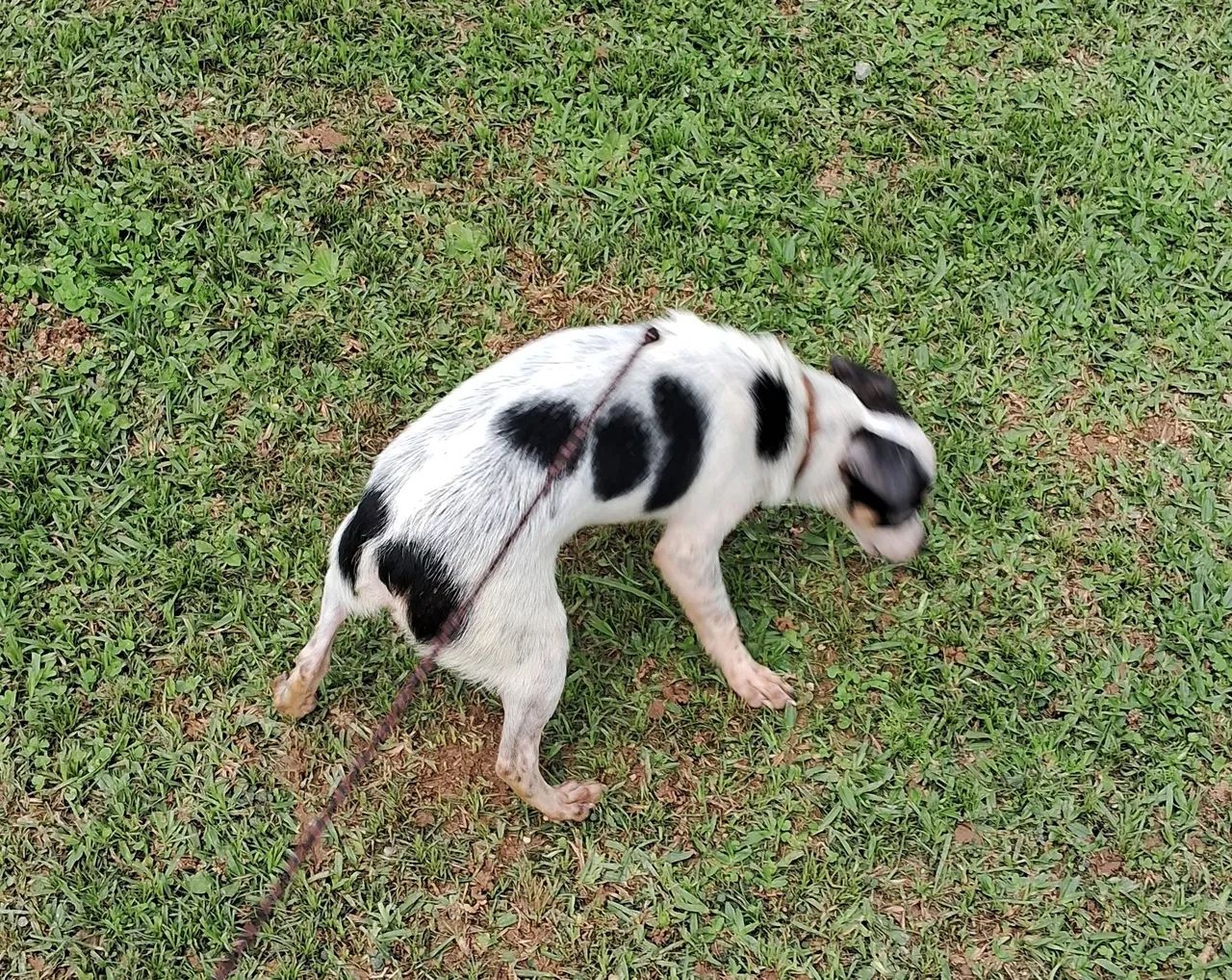 Animal de estimaçao - Foto 3