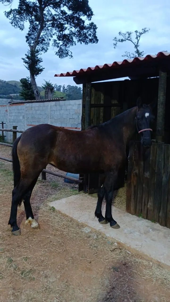 Egua preta Registrada
