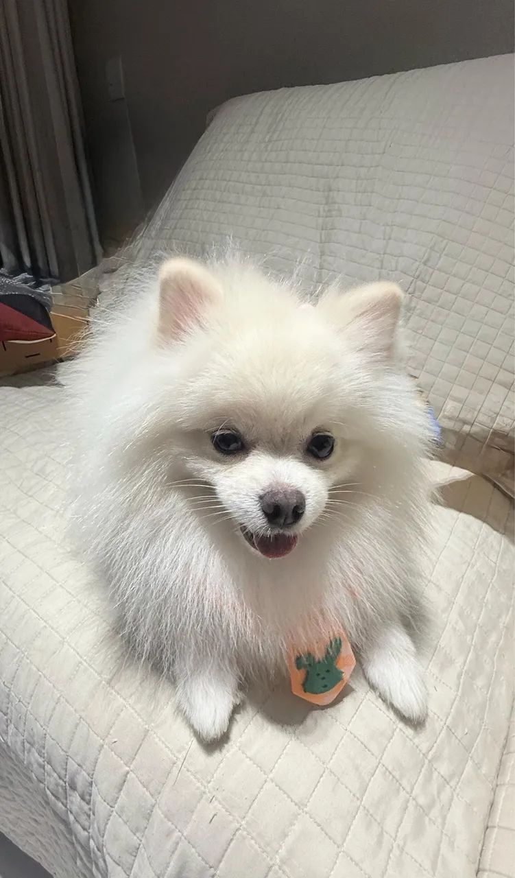 Spitz alemão