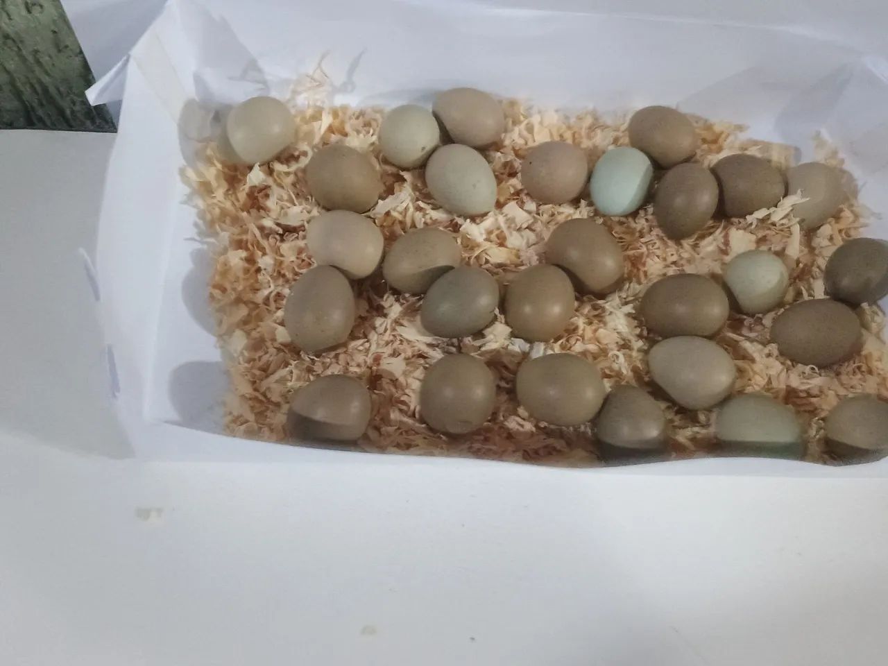 15 ovos de codorna chinesa férteis 