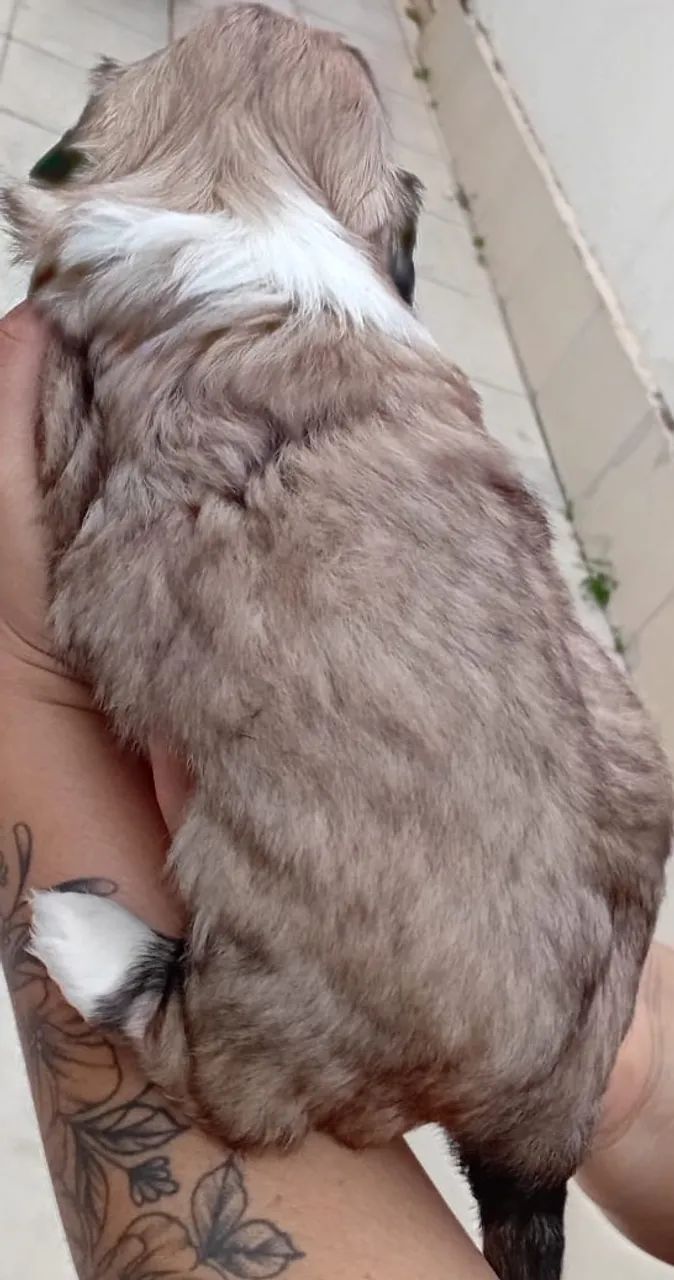 Shih tzu machinho  - Foto 3
