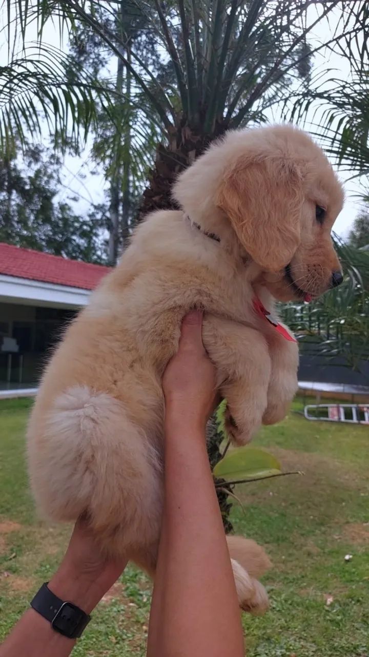Golden Retrivier  - Foto 4