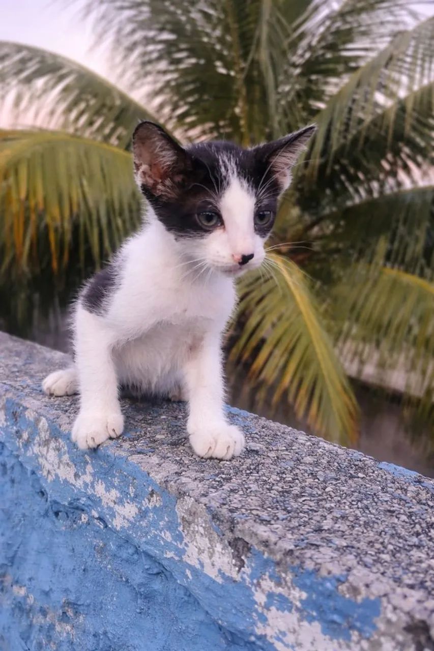 Doação desse gatinho..  - Foto 4